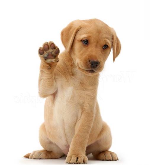 House Training Your Puppy - 3 Effortless Tips To Look After A Happy ...